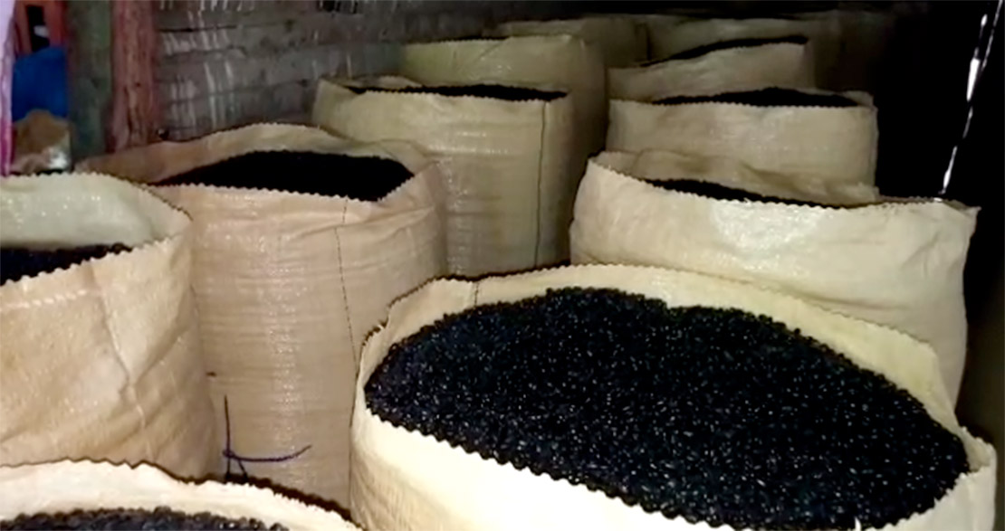 La récolte des haricots